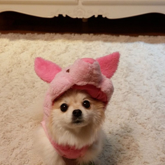 SNSD Yuri puppy Instagram picture