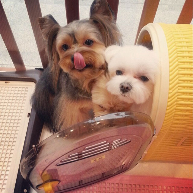 SNSD Sooyoung Instagram cute puppies