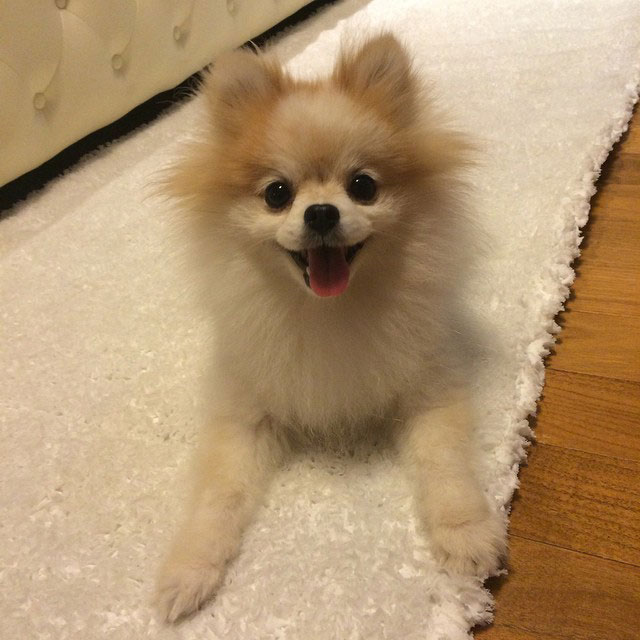 SNSD Yuri Instagram pet dog